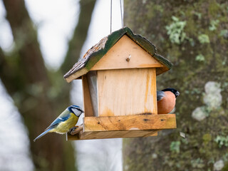   Blaumeise (Cyanistes caeruleu)       Gimpel (Pyrrhula pyrrhula)