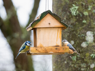   Blaumeise (Cyanistes caeruleu)