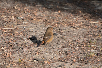 地面に降りた雌のジョウビタキ