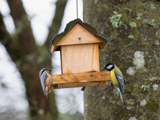 Kohlmeise (Parus major)     Kleiber (Sitta europaea)