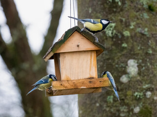  Blaumeise (Cyanistes caeruleu)
