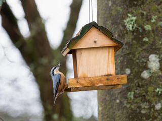  Kleiber (Sitta europaea)