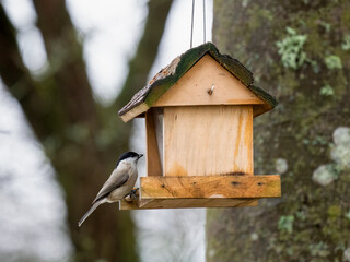  Sumpfmeise (Poecile palustris)