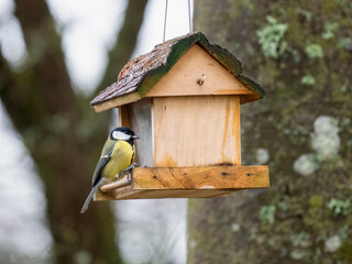 Kohlmeise (Parus major)