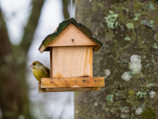  Grünfink (Chloris chloris)
