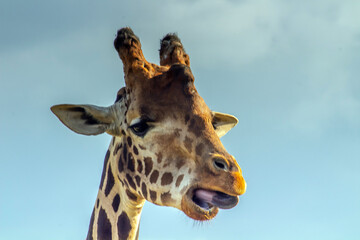 Graceful Giraffe. A Majestic Animal in the Wild