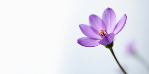 Fototapeta premium Delicate purple flower bud on white background, spring, flowers, blossom