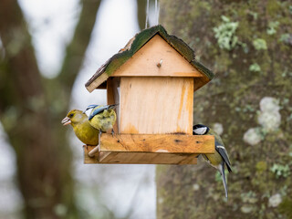 Kohlmeise (Parus major)     Grünfink (Chloris chloris)   Blaumeise (Cyanistes caeruleu)