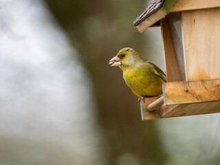  Grünfink (Chloris chloris)