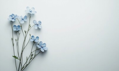 Minimalist forget me not flowers isolated on white background