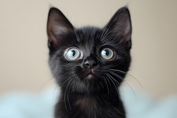 Adorable Black Kitten with Big Eyes - Perfect for Pet Posters and Cute Animal Prints