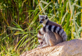 Obraz premium Ring-tailed Lemur with Yellow Eyes