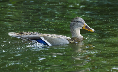cute swimming female mallard duck on the lake,  cute female mallard duck on the lake from the side, duck from the side, beak, feathers, green colors on the lake