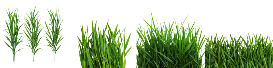 Closeup View of Lush Green Grass Blades in Natural Meadow Scenery