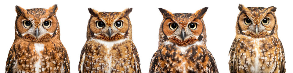 Fototapeta premium Collection of Majestic Owls Staring with Intense Curious Gaze in Their Natural Woodland Habitat Owls are Nocturnal Predators Known for Their Incredible Hunting Abilities Wise Expression