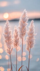 Golden Hour Pampas Soft, Pink Plumes Sway Gently Against a Dreamy, Golden Bokeh Background