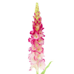 gladiolus flower isolated on white background