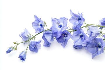 Beautiful delphinium flowers displayed elegantly against a pure white background, capturing natures delicate charm and vivid colors