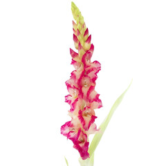 gladiolus flower isolated on white background