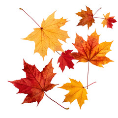 Fototapeta premium autumn leaves isolated on white