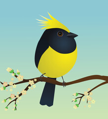 A very cute  sultan tit bird in the shape of an egg. Green blue gradient background. The bird sits on a branch with yellow blossoms.

