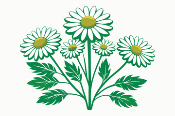 Botanical image of a Matricaria chamomilla A.eps