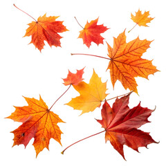 autumn leaves isolated on white