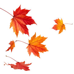 autumn leaves isolated on white