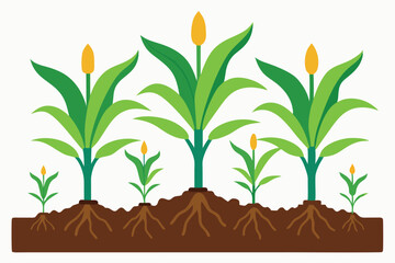 Fertile Soil, Flourishing Growth A Scientific Depiction of Corn Seedlings D.eps