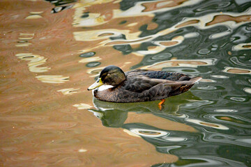 Treibende Stockente mit Spiegelung