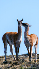 Vertical image of Two Guanaco (Lama guanicoe) grazing in a light brown and yellow semi-arid landscape