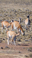 Vertical image of Four Guanaco (Lama guanicoe) grazing in a light brown and yellow semi-arid landscape