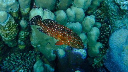 Coral grouper or coral hind (Cephalopholis miniata) undersea, Red Sea, Egypt, Sharm El Sheikh, Montazah Bay