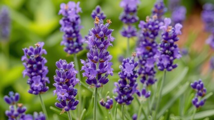 Obraz premium Close Look at Lavender Flowers Adorned With Dewdrops Showcasing Detailed Textures in a Serene Garden Setting