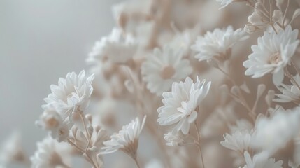 Naklejka premium Delicate White Daisies Covering a Soft, Velvety Field Under Gentle Sunlight