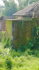 uninhabited house, old house overgrown with wild plants