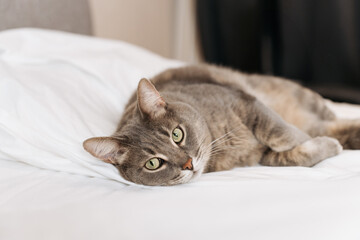 Naklejka premium Gray tabby cat lying on a white bed, gazing directly into the camera with an attentive and curious expression. 