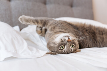 The playful yet relaxed look of a gray cat lying on a bed reflects the bond between pets and their...