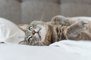 A relaxed gray tabby cat lies upside down on a white bed, showing off its soft fur and green eyes....