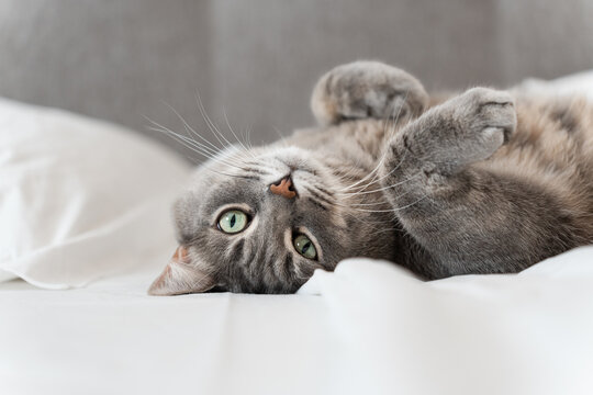A gray tabby cat lies on its back on a white bed, gazing directly at the camera with bright green eyes. 