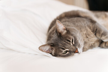 A gray tabby cat lying on a white bed, appearing tired or unwell. Its half-closed eyes and relaxed posture convey a sense of exhaustion or discomfort.