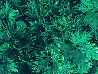 Fototapeta premium Beautiful nature background of vertical garden with tropical green leaf