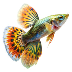 Guppy fish Isolated on transparent background.