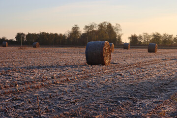 Dry hay bales on a harvested corn field with frost on early morning on winter season. Agricultural...