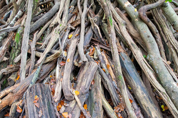 Dry branches of trees in autumn forest.