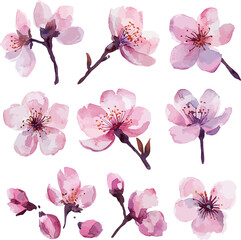 Cherry Blossoms Set Watercolor Vector Illustration.