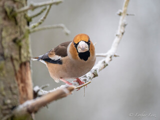Kernbeißer (Coccothraustes coccothraustes)