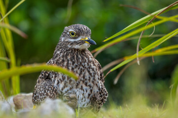 Spotted thick-knee, spotted dikkop or Cape thick-knee (Burhinus capensis) adullt and chick sitting on her terrestrial nest. Hermanus, Whale Coast, Overberg, Western Cape, South Africa.
