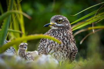 Spotted thick-knee, spotted dikkop or Cape thick-knee (Burhinus capensis) adullt and chick sitting on her terrestrial nest. Hermanus, Whale Coast, Overberg, Western Cape, South Africa.