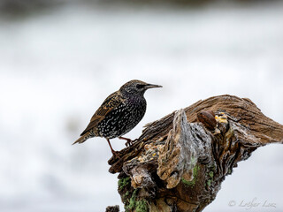 Star (Sturnus vulgaris)
